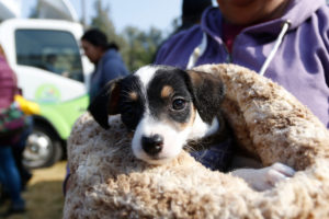 Científicos confirman presencia de nueva raza de perro chileno