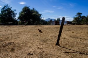 Agricultura accede a solicitud de Intendencia y declara emergencia agrícola en Maule