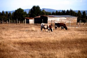 Intendente pide decretar emergencia agrícola en 9 comunas de la Región del Maule