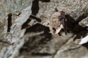 Se inicia búsqueda en Chile de virus influenza en murciélagos