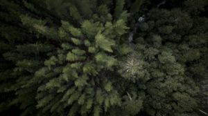Las metas ambientales que compromete CMPC para contribuir a la mitigación del cambio climático