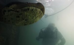 Buzos se encuentran cara a cara con anaconda de siete metros
