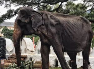 Tras 70 años de esclavitud, muere la elefante Tikiri