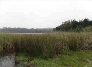 Vecinos de San Pedro de La Paz optaron por la defensa del humedal en plesbiscito