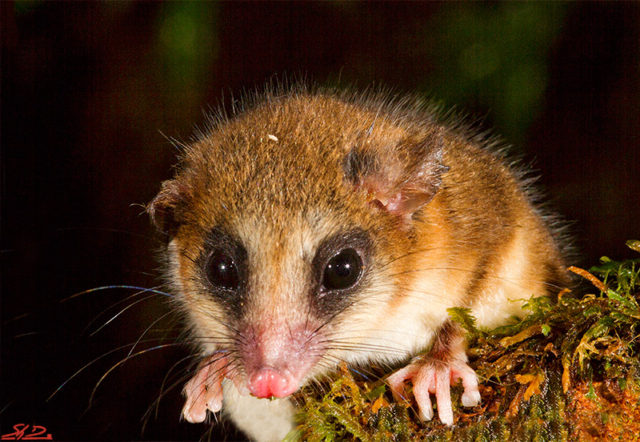 Marsupiales