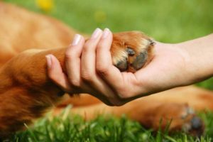 Perro héroe salvó a toda su familia de un incendio y resultó gravemente herido