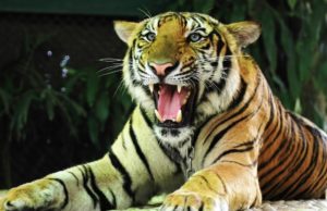 Tailandia: Fallecen decenas de tigres que fueron rescatados de un templo budista