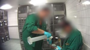 Denuncian maltrato a monos, perros y gatos en laboratorio que realiza pruebas farmacológicas