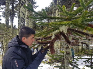 Investigadores de Bioforest descubren hongo que afecta a más del 80% de las Araucarias Araucanas del país