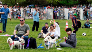 PETPelusa: el festival de mascotas que se tomará Parque O'Higgins