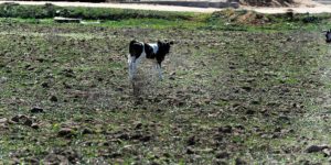 Ministro de Agricultura: 