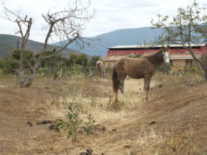 Realizarán censo agrícola-ganadero en Petorca por crisis hídrica
