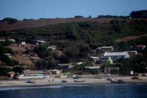Crisis sanitaria en Isla Santa María: más de 100 animales muertos