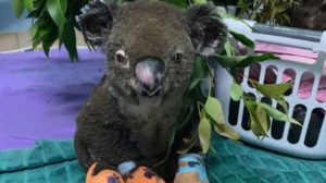 Murió Lewis, el koala que fue rescatado de un incendio en Australia