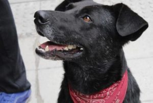 FOTO | Chilenos en Japón intervinieron estatua de Hachiko en honor al 