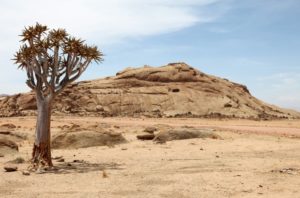 Más de 100 elefantes han muerto producto de la sequía en Zimbabue
