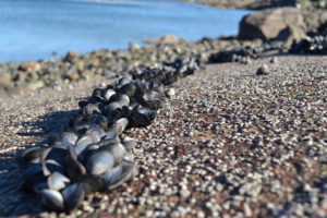 Investigadores chilenos descubren que mejillones son capaces de adaptarse a la acidificación de los océanos