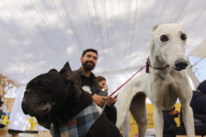 Municipalidad de Viña del Mar iniciará proceso para esterilizar a 5 mil mascotas