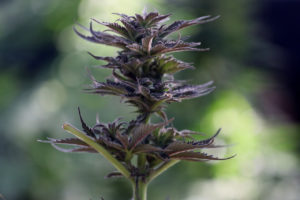Absuelven a joven que tenía plantas de marihuana en su casa: las utilizaba para tratamiento médico de su hijo