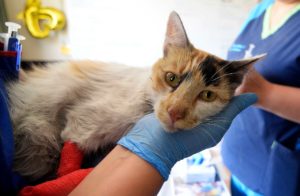 Habilitan centro de atención primaria para mascotas heridas en Valparaíso