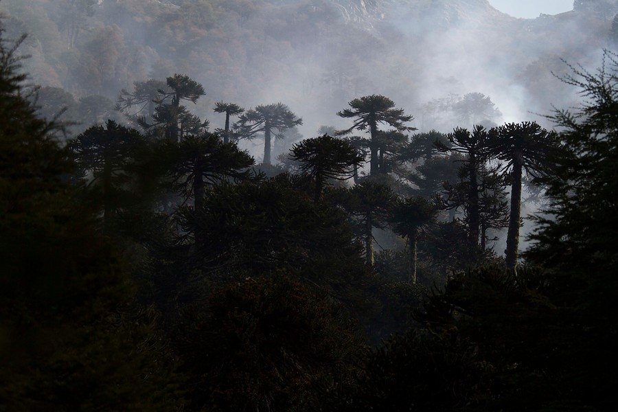 Bosque nativo