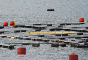 FNE acusa colusión de empresas de alimento para salmón y pide US$70 millones de multa