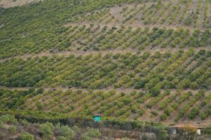 Palta chilena: las cosas como son