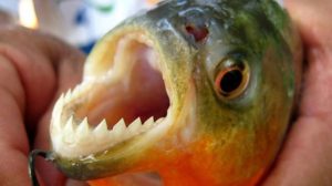 Treinta y cinco personas han sido atacadas por pirañas en Argentina