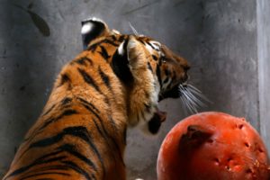 Arica aumenta valor de permisos municipales para circos con animales