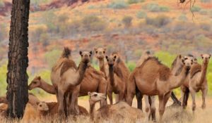 Australia: sacrificarán más de 10 mil camellos porque 