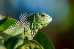 Alerta por iguanas congeladas que caen desde los árboles en Estados Unidos