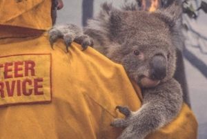 Experto dice que 500 millones de animales fueron afectados por incendios en Australia