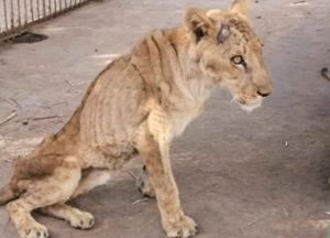 Las impactantes imágenes de leones desnutridos en zoológico de Sudán