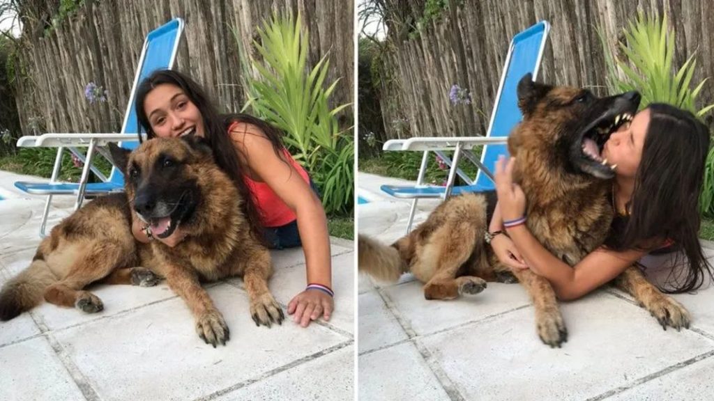 perro