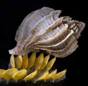 Estudio asegura que caracol trofon podría sobrevivir al cambio climático en Magallanes