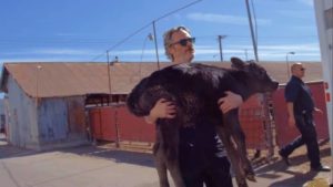 Al día siguiente de ganar un Oscar: Joaquin Phoenix rescató a una vaca y a su cría de morir en un matadero