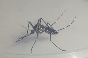 ISP confirma dos nuevos casos de dengue en Iquique