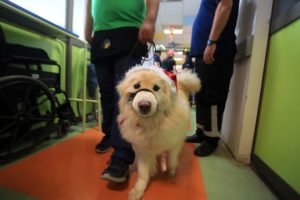 Vecinos de San Borja se querellan por muerte de mascotas expuestas a gas lacrimógeno