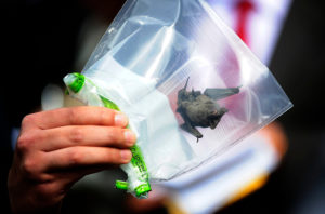 VIDEO | Denuncian plaga de murciélagos en edificios de Santiago Centro