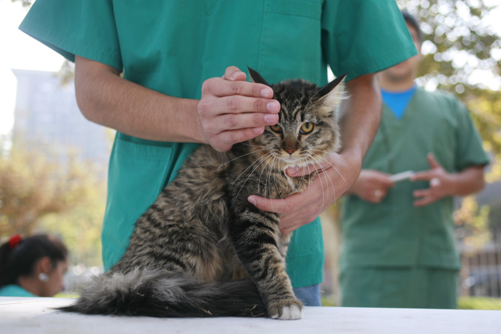 Medicina Veterinaria