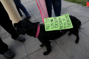 Ley de Tenencia Responsable, con pendientes