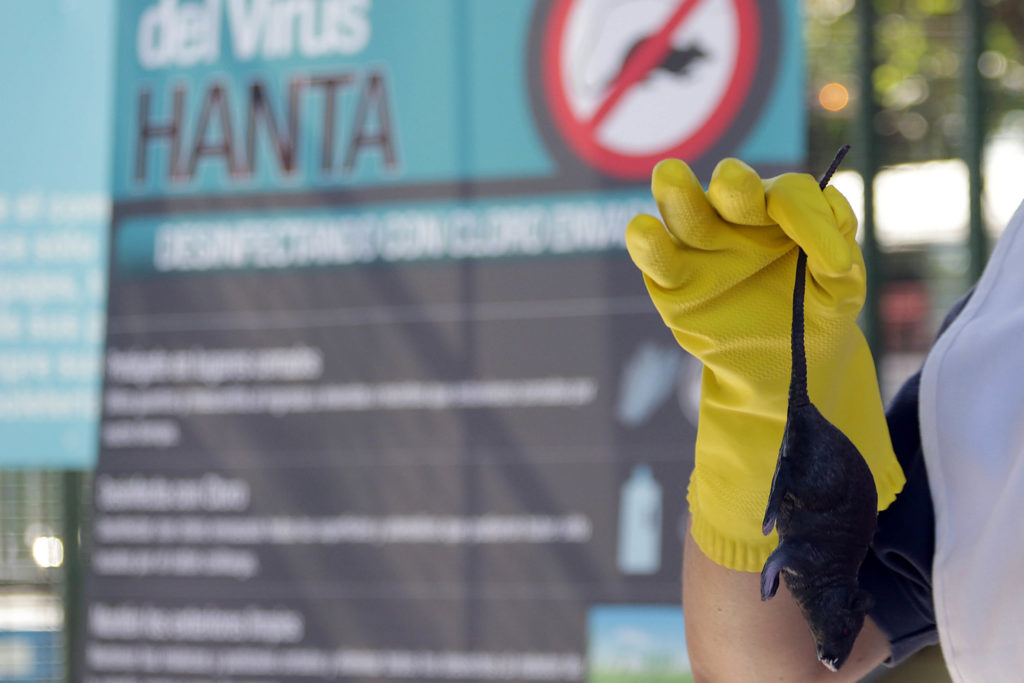 virus hanta
