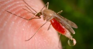 Reportan casos importados de malaria en la región de Tarapacá