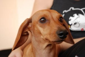 La historia de Clio y Polilla: las perritas que habrían muerto por los gases lacrimógenos