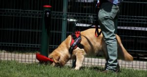 Cuarentena: alcalde de Santiago postula permiso permanente para pasear a mascotas