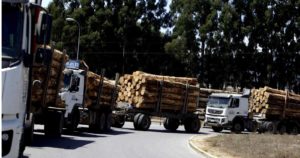 Desde Italia a Estados Unidos: declaran a la industria de la madera, papel y celulosa como esencial en la lucha contra el coronavirus