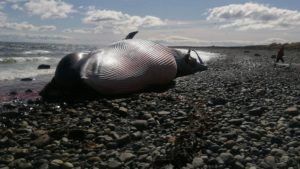 Greenpeace alerta sobre muerte de ballena con presunto arpón en la región de Magallanes