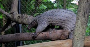 Estudio indica al pangolín como posible origen de la pandemia del coronavirus