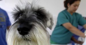 Análisis de test y entrega de ventiladores mecánicos usados en animales: las propuestas de los veterinarios al Gobierno
