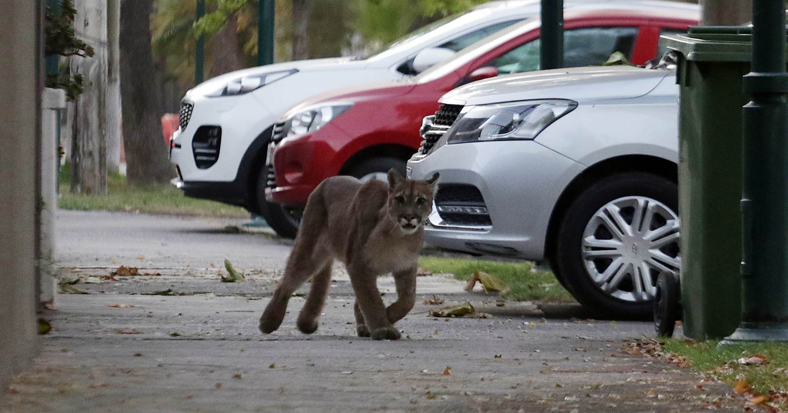 SAG puma